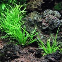 3x Aquarium Plants Juncus Repens Bunch Fresh Lesser Creeping Rush - £55.27 GBP