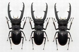 Handmade Hexarthrius Madibularis Beetle Statuette Fine Insect Figurine B... - £33.43 GBP