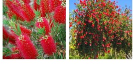 Bottlebrush Red Cluster Callistemon Tree Quart Pot - £20.82 GBP