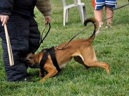 DOG TRAINING NYLON HARNESS POLICE K9 SCHUTZHUND SPORT DOG HARNESS - £37.23 GBP