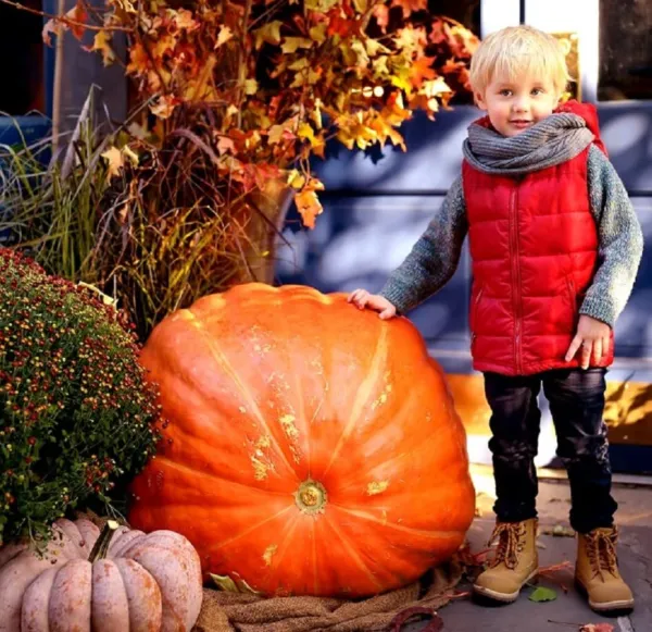 Big Max Pumpkin Seeds 20 Seeds Prized For Being Giant And Symmetrical, Great Usa - £14.92 GBP