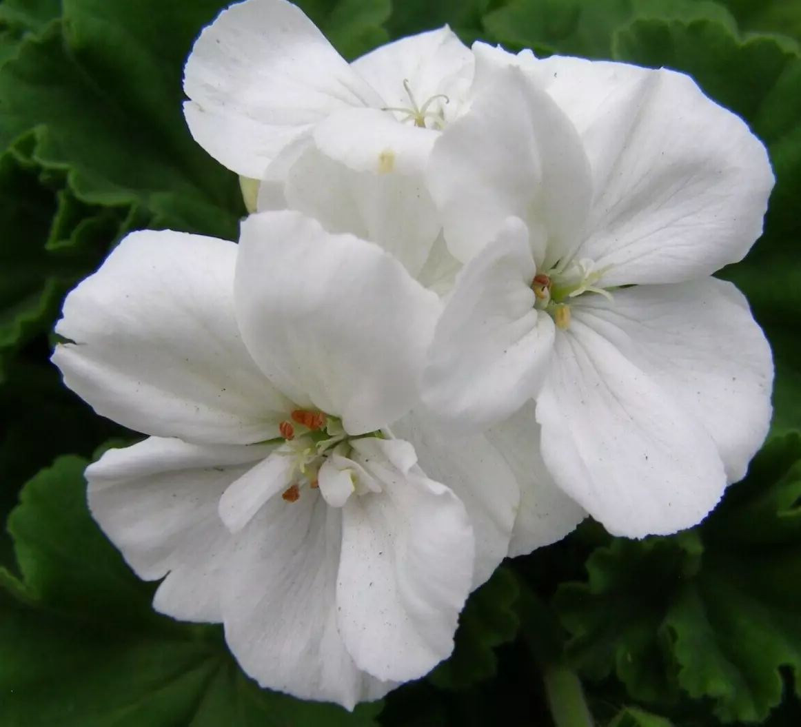 Geranium Pelargonium Zonal WHITE 3 Live 6&quot; Unrooted Live Flower Plant Cu... - $27.00