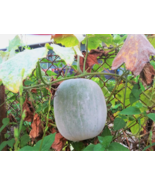SD 25Bgourd Seeds  Giant Wax Nongmo, Heirloom  Farm &amp; Vegetable Garden S... - $9.50