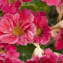 Fresh New 10 Cherry rose Nasturtium seeds edible flowers - $18.65