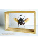 Allomyrina Dichotoma Japanese Rhinoceros Beetle Taxidermy Double Glass D... - $1,881.48 MXN