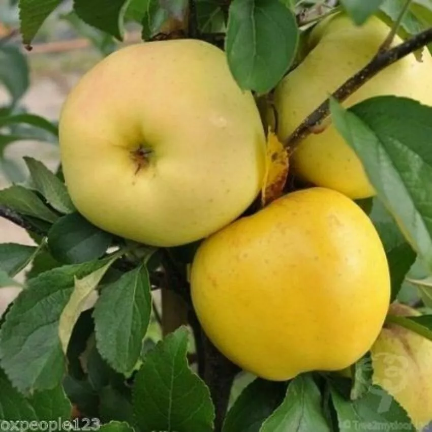 Apple Tree Seeds  Native Fruit 5 Goldem Delicious  Seeds - $10.50