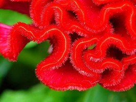 Fresh Cockscomb Seeds - 100 Seeds - Amazing Flower - A - Celosia Seed Ship From  - $23.92