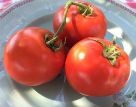 Homestead Tomato 50 Seeds Heirloom NonGMO - £6.29 GBP