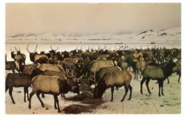 Largest Elk Herd National Refuge Jackson Hole Wyoming Postcard WY - £11.86 GBP