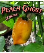 Peach Ghost Pepper - 12 Seeds - Exotic, Rare & Hot - £3.14 GBP