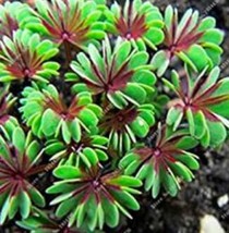 USA SELLER Oxalis Versicolor Flores Bonsái 100 Piezas Planta Rara Para J... - $16.62