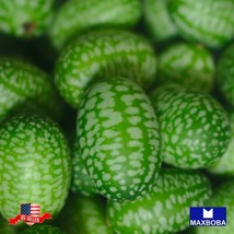 Cucamelon 25 Seeds Mexican Sour Gherkin Non-Gmo Heirloom Vegetable Gardening Fre - £11.58 GBP