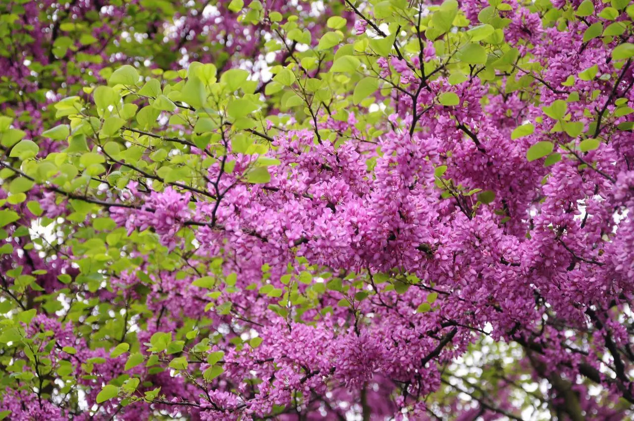 Judas Tree (Cercis Siliquastrum) 10 Fresh Seeds - £3.91 GBP