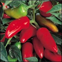 Pepper Hot Fresno Great Heirloom Vegetable By Seed Kingdom 1500 Seeds Fresh Gard - $29.40