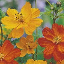 Bright Lights Cosmos 200+ Seeds Newly Harvested, Beautiful Bright Flower - £4.68 GBP