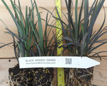Black Mondo Grass potted plants - (Ophiopogon planiscapus Nigrescens) - $19.75+