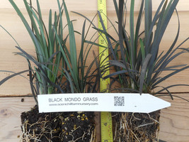 Black Mondo Grass potted plants - (Ophiopogon planiscapus Nigrescens) - $19.75+