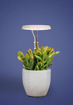 AeroGarden Stem Grow Light Cream White 5.71x4.33x1.30 in MPN 980201-0100 - €12,29 EUR AeroGarden Stem Grow Light Cream White 5.71x4.33x1.30 in MPN 980201-0100 - €12,29 EUR