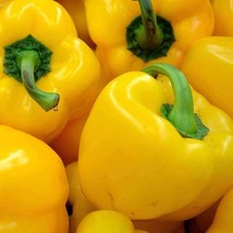 25+ Sunbright Yellow Bell Pepper Seeds Vegetable NON-GMO HEIRLOO - £9.74 GBP