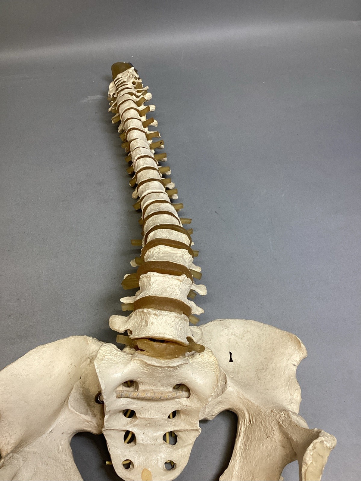 Resin Human Vertebral Column with Pelvis Skeleton Model Medical Anatomical Spine Item image 6