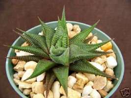 HAWORTHIA Limifolia, rare exotic succulent plant xeriscape cactus cacti aloe  4&quot; - £7.98 GBP