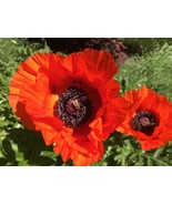 10,000 Poppy Oriental Orange-scarlet Flower Seeds (Papaver Orientale) - £9.43 GBP