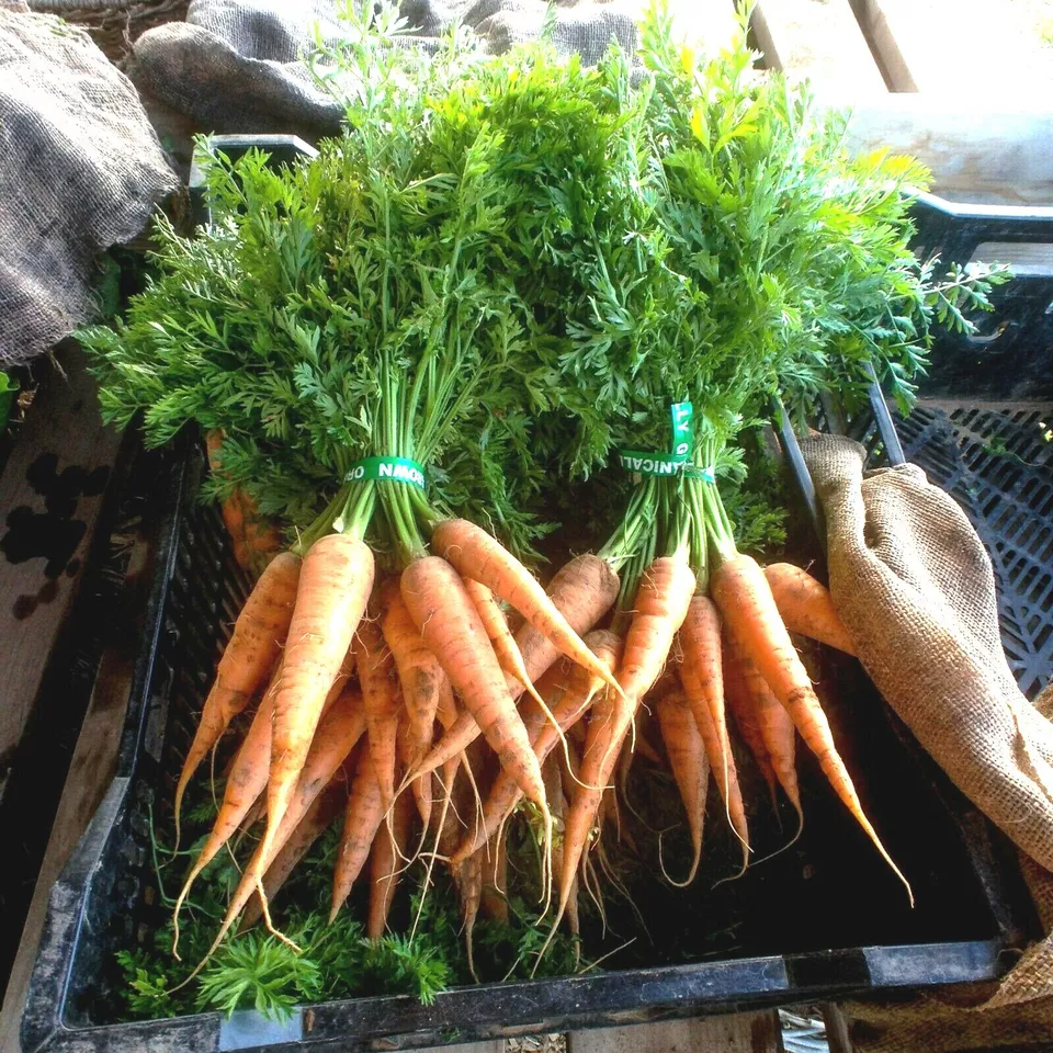 PSStore 400 Danvers Carrot Organic Heirloom Vegetable Seeds - £7.39 GBP