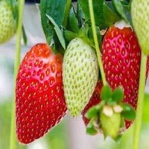 Ozark Everbearing 10 Live Strawberry Plants, Non GMO, - $19.95