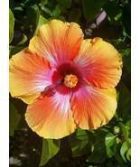 Hawaiian Sunset Fiesta Hibiscus Live plant 7inches tall - £57.27 GBP