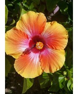 Hawaiian Sunset Fiesta Hibiscus Live plant 7inches tall - $73.33