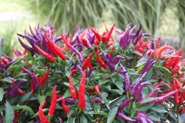 35 seeds Mosquerade Purple Ornamental Pepper Easy Planting Seeds  - $9.59