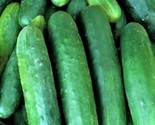 Poinsett 76  Cucumber Seeds 60 Seeds Non-Gmo Fast Shipping - £6.41 GBP