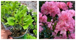 Live Plant Hampton Beauty Bonsai Azalea 1 QT - $48.99