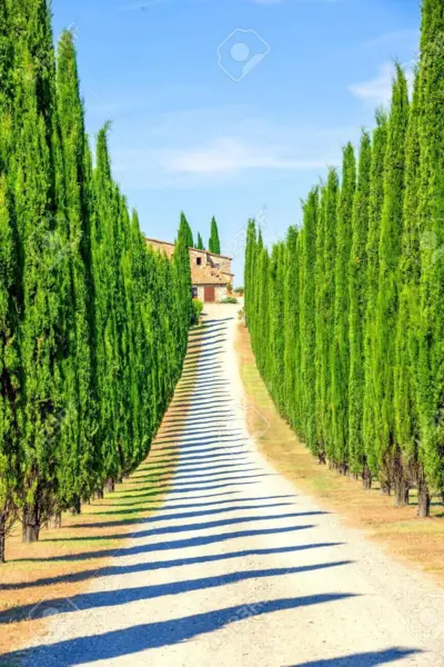 Fresh Italian Cypress Seeds For Planting 50 Seeds Exotic Evergreen Tree Seeds To - £15.96 GBP