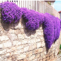 New Fresh 100 Pcs/Bag Creeping Thyme Seeds Or Multi Color Rock Cress See... - $4.45