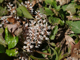 ALLEGHENY SPURGE 5 roots  Allegheny pachysandra (Pachysandra procumbens) - £6.30 GBP