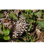 ALLEGHENY SPURGE 5 roots  Allegheny pachysandra (Pachysandra procumbens) - £6.13 GBP