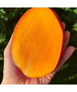 Miyazaki Mango Authentic Live Fruit Tropical Tree 10 Inch-1Ft Manglifera Fresh G - $71.50