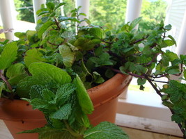 Cat Mint Aromaticpotted Plants Catnip Flores Heirloom Spearmint Herb pla... - $16.25