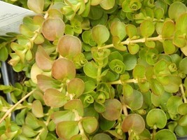 Golden Creeping Jenny Lysimachia Starter Plant - £4.31 GBP