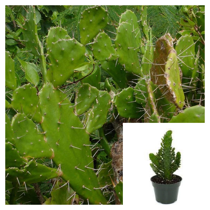 Opuntia Monacantha Plant 4inches Pot Common Prickly Pear Live Plant Succ... - $14.93
