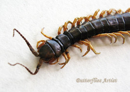 Scolopendra Centipede Taxidermy Entomology Collectible Museum Quality Display  - $58.99