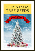 Grow Your Own Christmas Tree Colorado Blue Spruce Picea Pungens Gift Seed Packet - £11.79 GBP