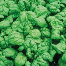 LimaJa Spinach Seeds, Bloomsdale 100 Dark Green Vegetable Garden Heirloom - £1.59 GBP