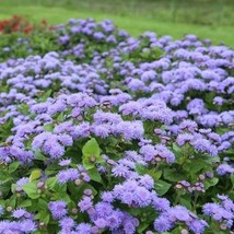 Fresh Floss Flower Ageratum Dondo Blue 2’ Tall Long Bloom Season Non-Gmo... - $10.96