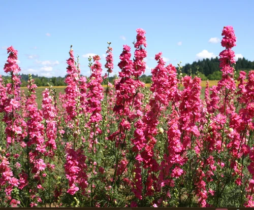 500 Seeds Rocket Larkspur Delphinium Deep Carmine Flowers Seeds Non-GMO - $8.39 CAD
