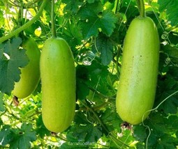 Best 25 Seeds Winter Melon Fast Growing Sweet Tasting Farm Planting Garden - £3.78 GBP