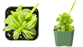 Live Peperomia dolabriformis Succulent Plant Fully Rooted 2 inch Plant Pots - C1 - £21.99 GBP