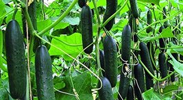 Cucumber, Marketer Cucumber Seeds, Heirloom, Organic 25 Seeds, Tasty, Great for  - £1.58 GBP