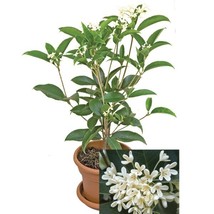 15 Seeds Sweet Olive Flowers Fresh Seeds - $10.00